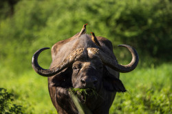 LARRY ASEGOS PHOTO.jpg