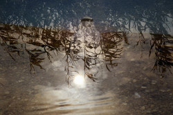 Image from Lauras series Ill Die For You.jpg