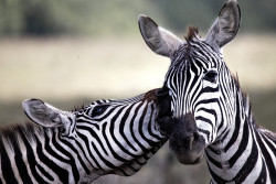 ALISSA THAKKERS PHOTO.jpg