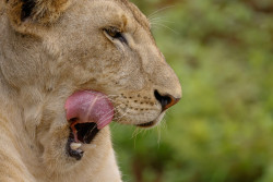 ANTHONY OCHIENGS PHOTO.jpg